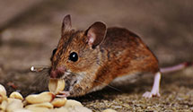 24 Hour & Emergency Exterminators in Velma, OK